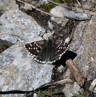 Alpine Grizzled Skipper