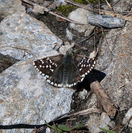 Alpine Grizzled Skipper