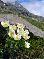 Flowers in habitat