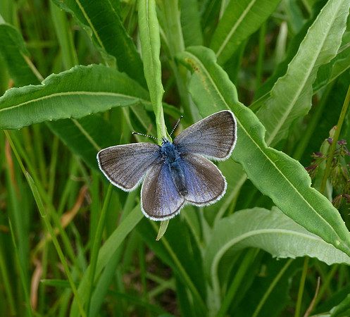 Green-underside Blue