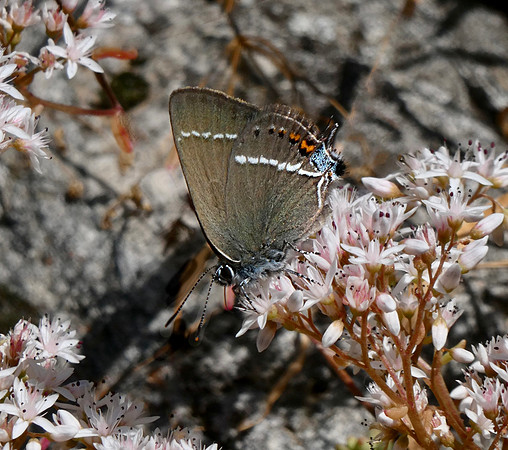 Blue-spot Hairstreak