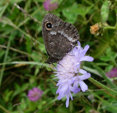 Great Sooty Satyr male