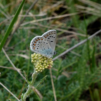 Amanda's Blue
