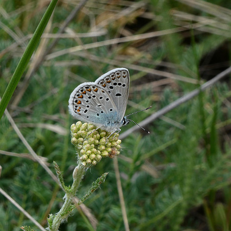 Amanda's Blue