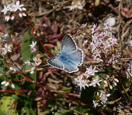 Chalkhill Blue