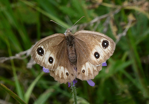Great Sooty Satyr female