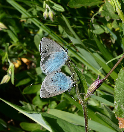 Green-underside Blues