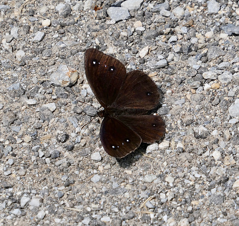 Great Sooty Satyr male