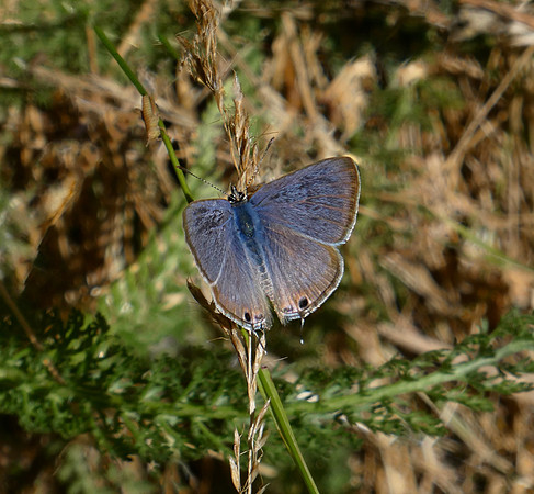 Long-tailed Blue