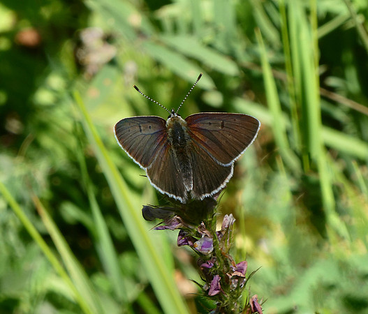 Purple-edged Copper