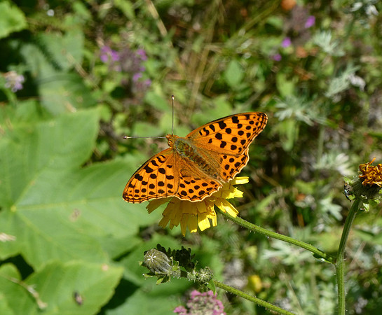 Queen of Spain Fritillary