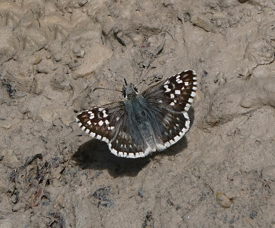 Safflower Skipper