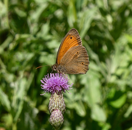 Oriental Meadow Brown