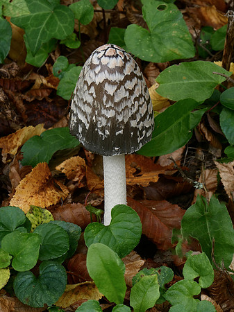 Magpie Ink Cap