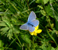 Amanda's Blue