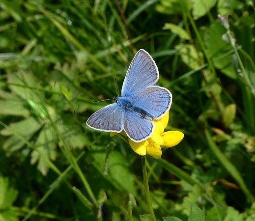 Amanda's Blue