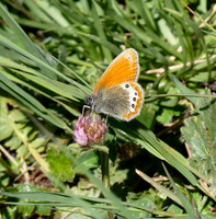 Alpine Heath