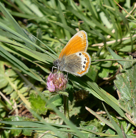 Alpine Heath