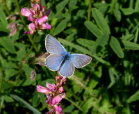 Alcon Blue