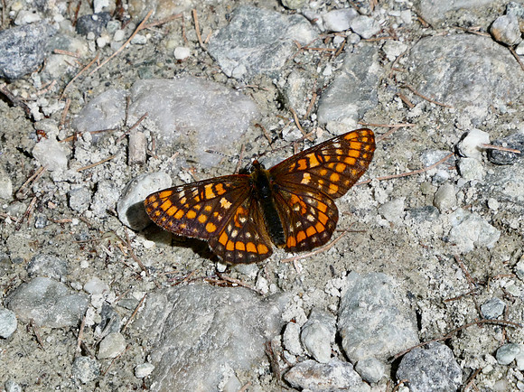 Asian Fritillary