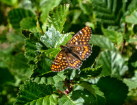 Asian Fritillary