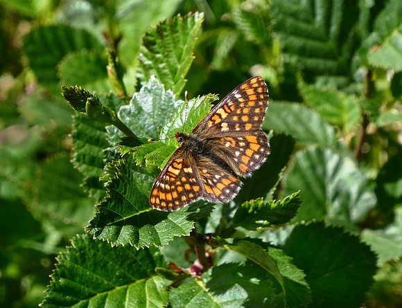 Asian Fritillary