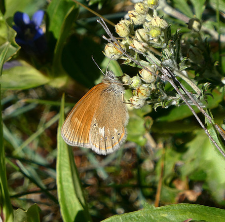 Chestnut Heath
