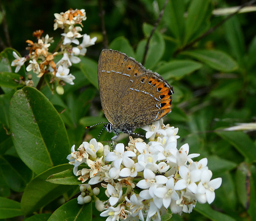 Black Hairstreak