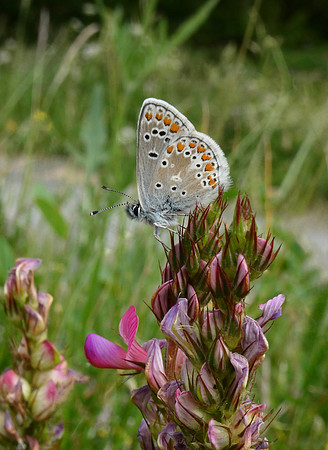 Chapman's Blue