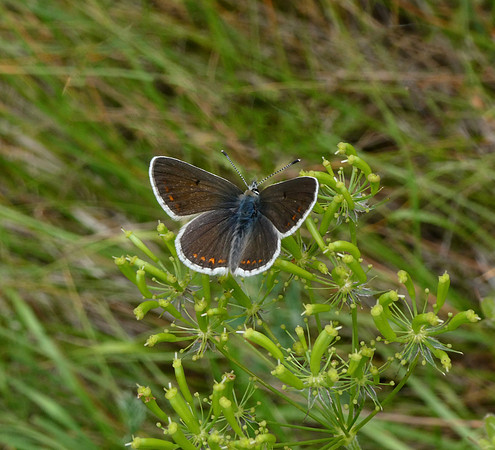 Chapman's Blue female