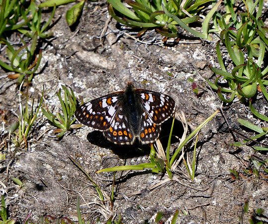 Cynthia's Fritillary