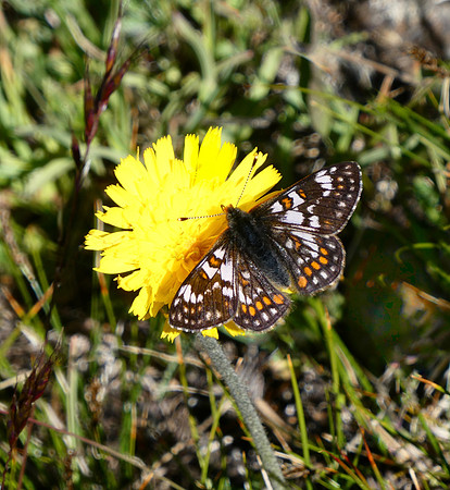 Cynthia's Fritillary