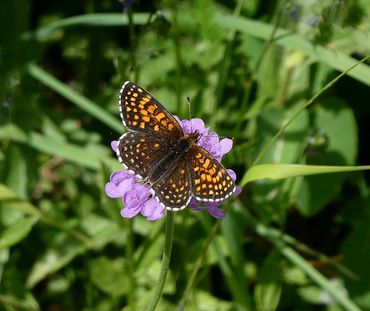 False Heath Fritillary