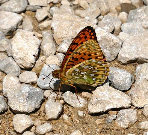 Dark Green Fritillary