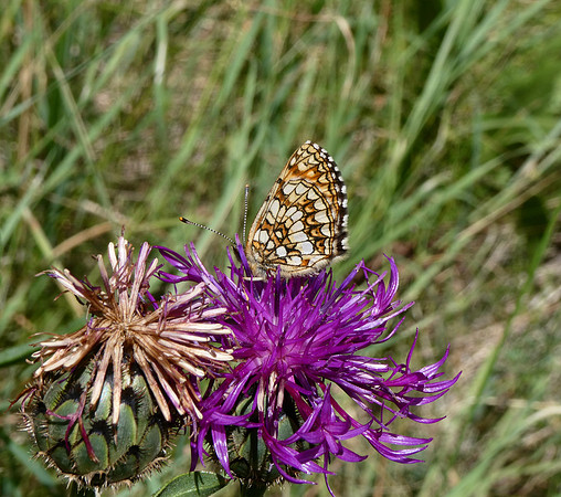 False Heath Fritillary