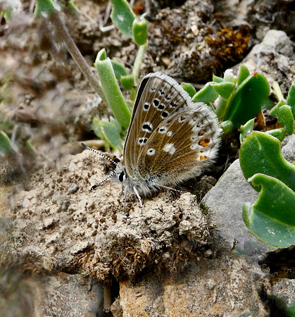 Glandon Blue