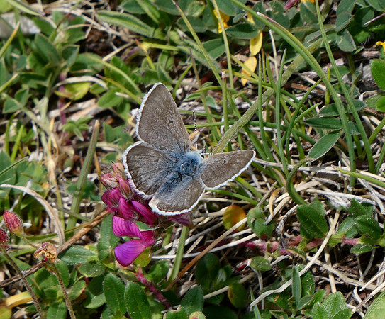 Glandon Blue male