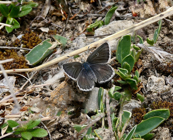 Glandon Blue female