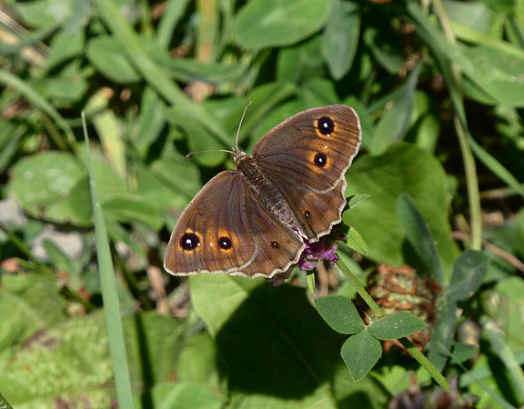 Great Sooty Satyr female