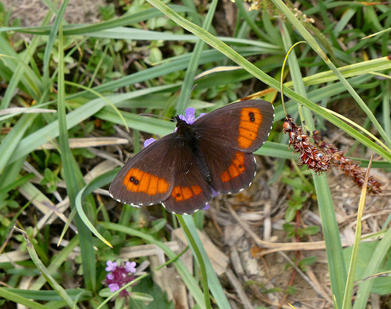 Large Ringlet