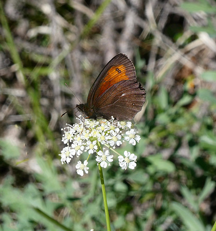 Large Ringlet