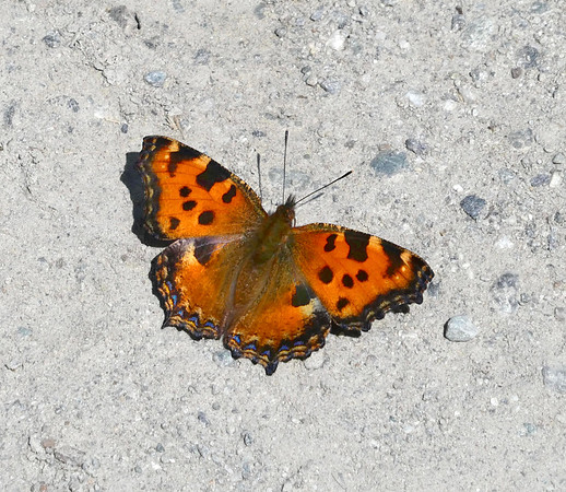 Large Tortoiseshell