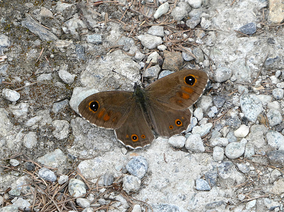 Large Wall Brown male