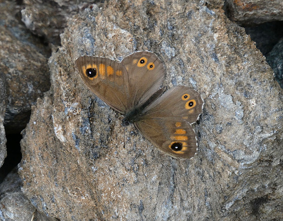 Large Wall Brown male