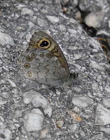 Northern Wall Brown
