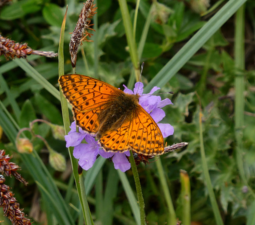 Mountain Fritillary
