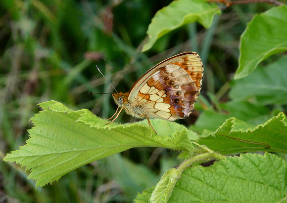 Marbled Fritillary