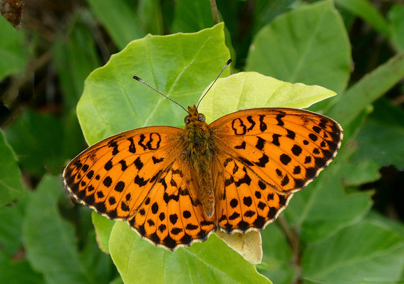 Marbled Fritillary