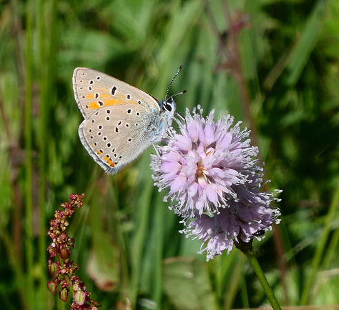 Purple-edged Copper