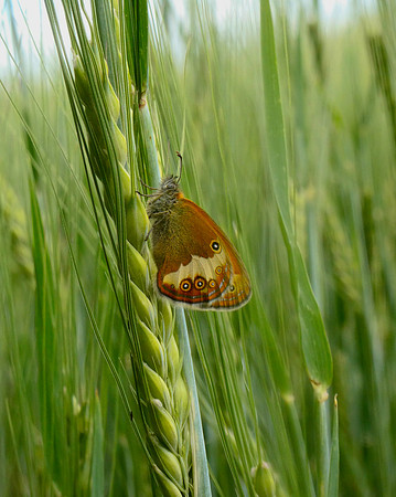 Pearly Heath